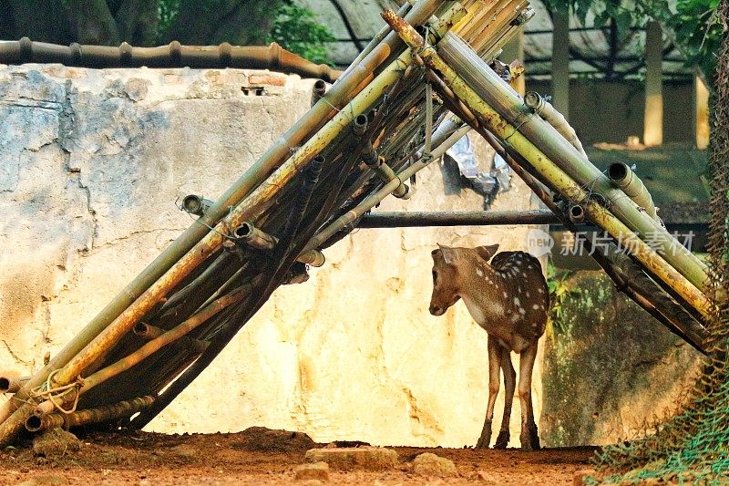 在拉古南的动物园里，Rusa Totol的学名是Axis Axis。